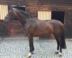 broodmare Dafne Who (Oldenburg, 2011, from Fifty Cent)