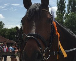 dressage horse Salieri 24 (Oldenburger, 2008, from Serano Gold)