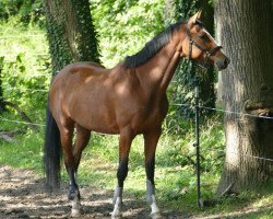 dressage horse Quesadilla 2 (Oldenburg show jumper, 2011, from Quintender 2)