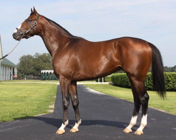 horse Cyrus Alexander xx (Thoroughbred, 2012, from Medaglia d'Oro xx)