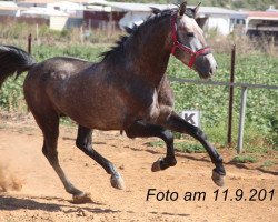 Pferd Rorro am (Pura Raza Espanola (PRE), 2012)