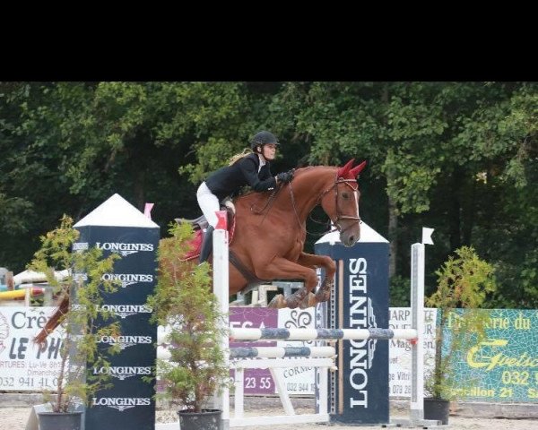 jumper Cavalier Royal (Irish Sport Horse, 2009)