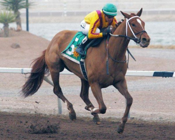 broodmare Countess Curlin xx (Thoroughbred, 2010, from Curlin xx)