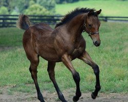 horse Hengst von Super Saver xx (Thoroughbred, 2017, from Super Saver xx)