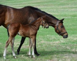 broodmare Yes Liz xx (Thoroughbred, 2011, from Yes Its True xx)