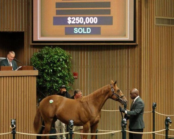 horse Impactful xx (Thoroughbred, 2016, from Curlin xx)