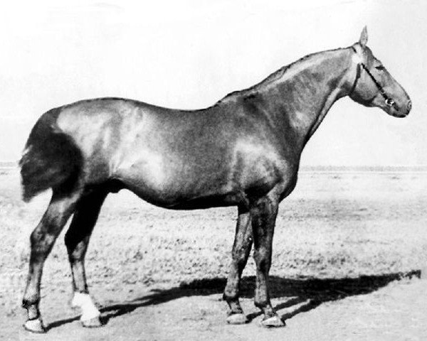 stallion Wielki Wezyr (Great Poland (wielkopolska), 1949, from Grossvisier)