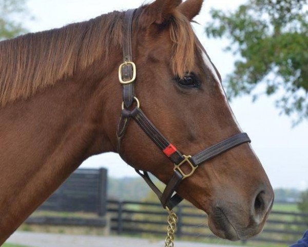 broodmare Winter Forest xx (Thoroughbred, 2004, from Forestry xx)