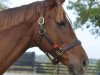 broodmare Winter Forest xx (Thoroughbred, 2004, from Forestry xx)