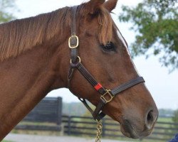 broodmare Winter Forest xx (Thoroughbred, 2004, from Forestry xx)