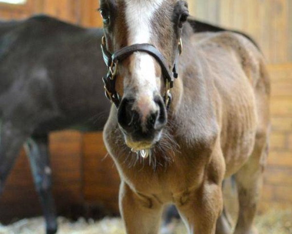 Pferd Hengst von Pioneerof the Nile xx (Englisches Vollblut, 2016, von Pioneerof The Nile xx)