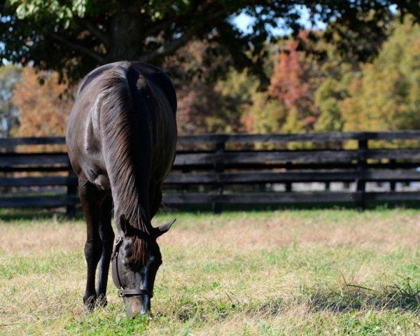 broodmare Winding Way xx (Thoroughbred, 2009, from Malibu Moon xx)