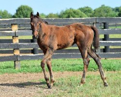 horse Stute von Curlin xx (Thoroughbred, 2017, from Curlin xx)