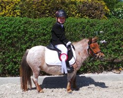 broodmare Veni aus dem Westerwald (Shetland pony (under 87 cm), 2008, from Titus von der Wartgartenmuehle)