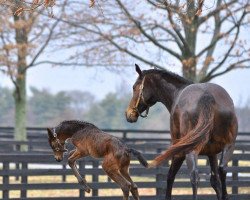 horse Wild Ridge xx (Thoroughbred, 2013, from Union Rags xx)