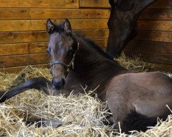 horse Mt. Brave xx (Thoroughbred, 2016, from Malibu Moon xx)