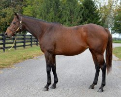 broodmare Wild Gams xx (Thoroughbred, 2003, from Forest Wildcat xx)