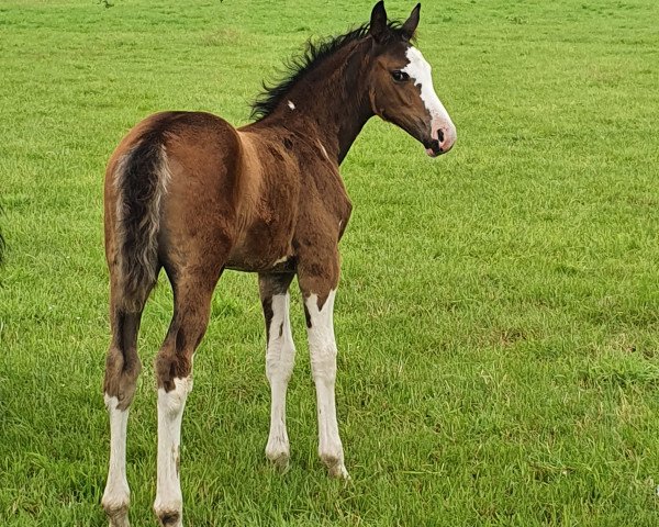 dressage horse Vida Colorida (Hanoverian, 2021, from Valdiviani)