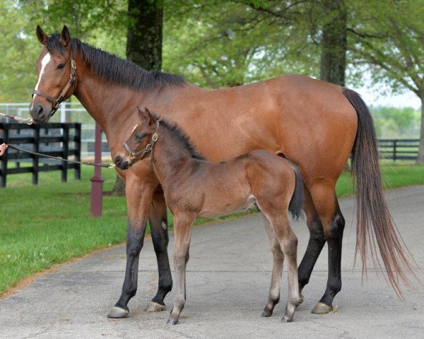 horse Principled xx (Thoroughbred, 2016, from Medaglia d'Oro xx)