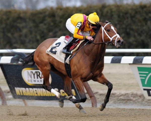 broodmare Teen Pauline xx (Thoroughbred, 2010, from Tapit xx)