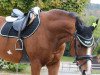 jumper Luksus 2 (Polish Warmblood, 2003, from Ludger)