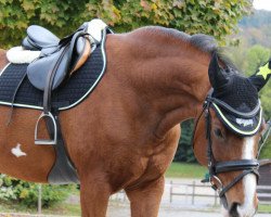 jumper Luksus 2 (Polish Warmblood, 2003, from Ludger)