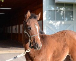 broodmare Ghost Inthe Mirror xx (Thoroughbred, 2016, from Ghostzapper xx)