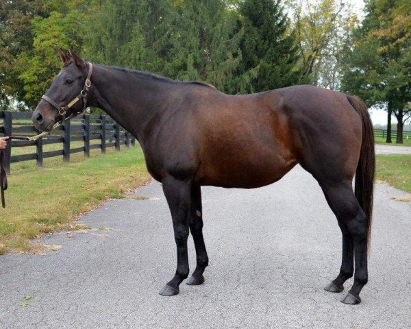 broodmare Supreme xx (Thoroughbred, 2007, from Empire Maker xx)