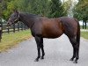 broodmare Supreme xx (Thoroughbred, 2007, from Empire Maker xx)