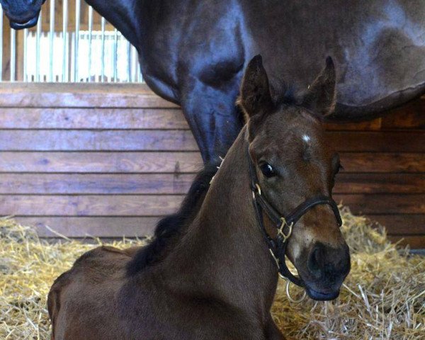 horse Martial Eagle xx (Thoroughbred, 2016, from Curlin xx)