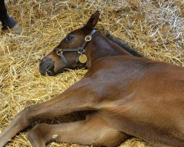 horse Hengst von Candy Ride xx (Thoroughbred, 2016, from Candy Ride xx)