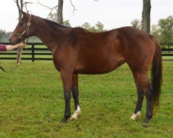 broodmare Stormin Maggy xx (Thoroughbred, 2007, from Storm Cat xx)