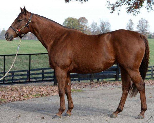 broodmare Stormy Gigi xx (Thoroughbred, 2008, from Storm Cat xx)