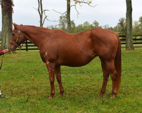 broodmare Scarlet Tango xx (Thoroughbred, 1998, from French Deputy xx)