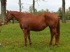 broodmare Scarlet Tango xx (Thoroughbred, 1998, from French Deputy xx)