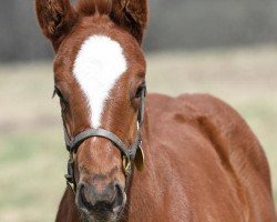 horse Recuctant Bride xx (Thoroughbred, 2017, from Speightstown xx)