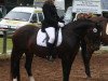 Zuchtstute Goodluck Romy (Welsh-Cob (Sek. D), 1996, von Glanteifi Ianto)