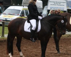 broodmare Goodluck Romy (Welsh-Cob (Sek. D), 1996, from Glanteifi Ianto)