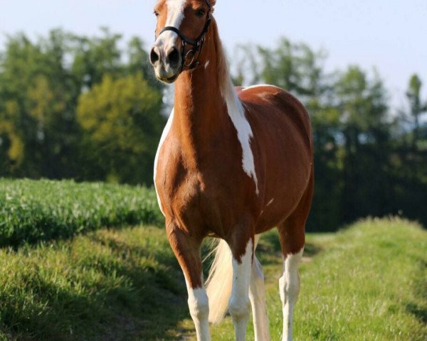 broodmare Celestia's Cheyenne (Pony without race description, 2002, from Unbekannt PONY)
