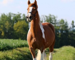 Pferd Celestia's Cheyenne (Pony ohne Rassebezeichnung, 2002, von Unbekannt PONY)