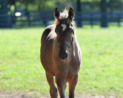 Pferd Walkers Bullet xx (Englisches Vollblut, 2017, von Bernardini xx)