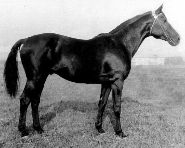 stallion Igrek (Russian Trakehner, 1973, from Epigraf)