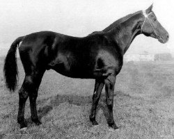 stallion Igrek (Russian Trakehner, 1973, from Epigraf)