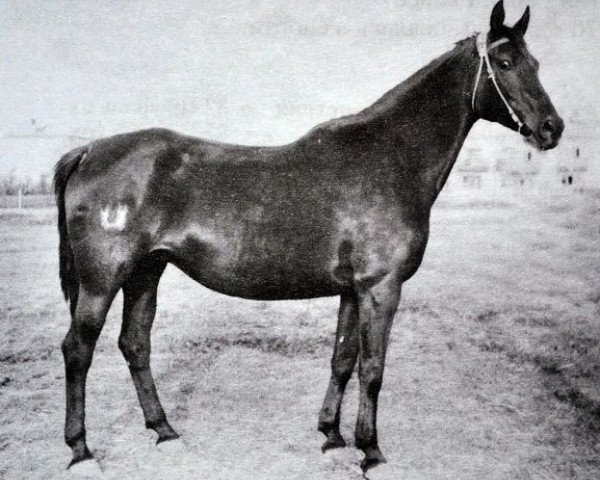 broodmare Dewotka (Great Poland (wielkopolska), 1962, from Belizar 1107)