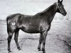 broodmare Dewotka (Great Poland (wielkopolska), 1962, from Belizar 1107)