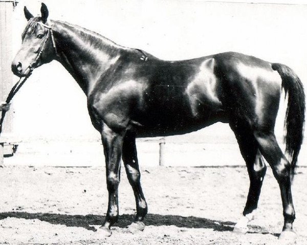 stallion Diapason (Trakehner, 1969, from Pompej)