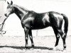 stallion Diapason (Trakehner, 1969, from Pompej)