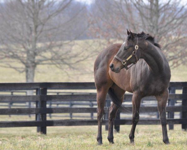 broodmare Salty Strike xx (Thoroughbred, 2008, from Smart Strike xx)