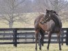 broodmare Salty Strike xx (Thoroughbred, 2008, from Smart Strike xx)