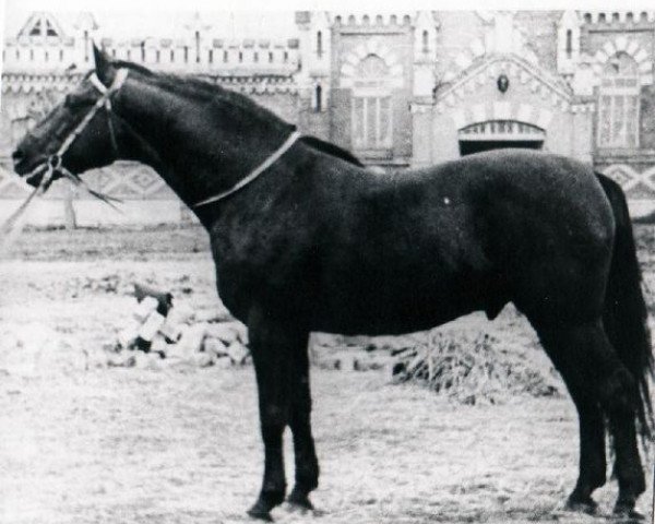 stallion Mikado (Great Poland (wielkopolska), 1957, from Maerzhase I)